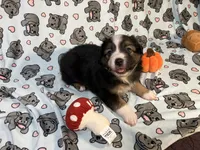 Rollie, a male Miniature Australian Shepherd for sale in Temple, TX – 1 of 10