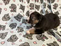 Rollie, a male Miniature Australian Shepherd for sale in Temple, TX – 9 of 10