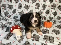 Rollie, a male Miniature Australian Shepherd for sale in Temple, TX – 4 of 10