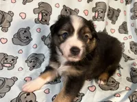 Rollie, a male Miniature Australian Shepherd for sale in Temple, TX – 3 of 10