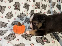 Rollie, a male Miniature Australian Shepherd for sale in Temple, TX – 7 of 10