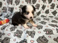 Penny  (Long Tail), a female Miniature Australian Shepherd for sale in Temple, TX – 8 of 10
