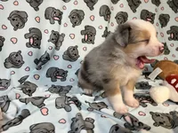 Pepper, a male Miniature Australian Shepherd for sale in Temple, TX – 2 of 10