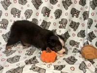 Rollie, a male Miniature Australian Shepherd for sale in Temple, TX – 6 of 10