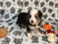 Penny  (Long Tail), a female Miniature Australian Shepherd for sale in Temple, TX – 5 of 10