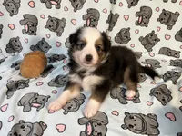 Penny  (Long Tail), a female Miniature Australian Shepherd for sale in Temple, TX – 3 of 10