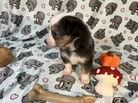Penny  (Long Tail), a female Miniature Australian Shepherd for sale in Temple, TX – 6 of 10