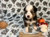 Penny  (Long Tail), a female Miniature Australian Shepherd for sale in Temple, TX – 4 of 10