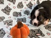 Rollie, a male Miniature Australian Shepherd for sale in Temple, TX – 5 of 10