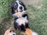 Bella, a female Toy Australian Shepherd for sale in Temple, TX – 2 of 4