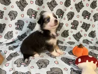 Penny  (Long Tail), a female Miniature Australian Shepherd for sale in Temple, TX – 10 of 10