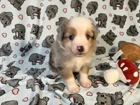 Pepper, a male Miniature Australian Shepherd for sale in Temple, TX – 4 of 10
