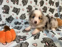 Pepper, a male Miniature Australian Shepherd for sale in Temple, TX – 3 of 10