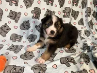 Rollie, a male Miniature Australian Shepherd for sale in Temple, TX – 10 of 10