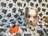 Pepper, a male Miniature Australian Shepherd for sale in Temple, TX – 6 of 10