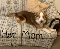Bella, a female Toy Australian Shepherd for sale in Temple, TX – 6 of 7
