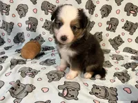 Penny  (Long Tail), a female Miniature Australian Shepherd for sale in Temple, TX – 2 of 10