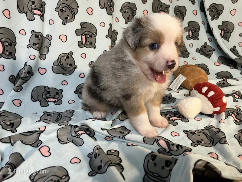 Pepper – Miniature Australian Shepherd puppy for sale in Temple, TX
