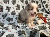 Pepper, a male Miniature Australian Shepherd for sale in Temple, TX – 1 of 10