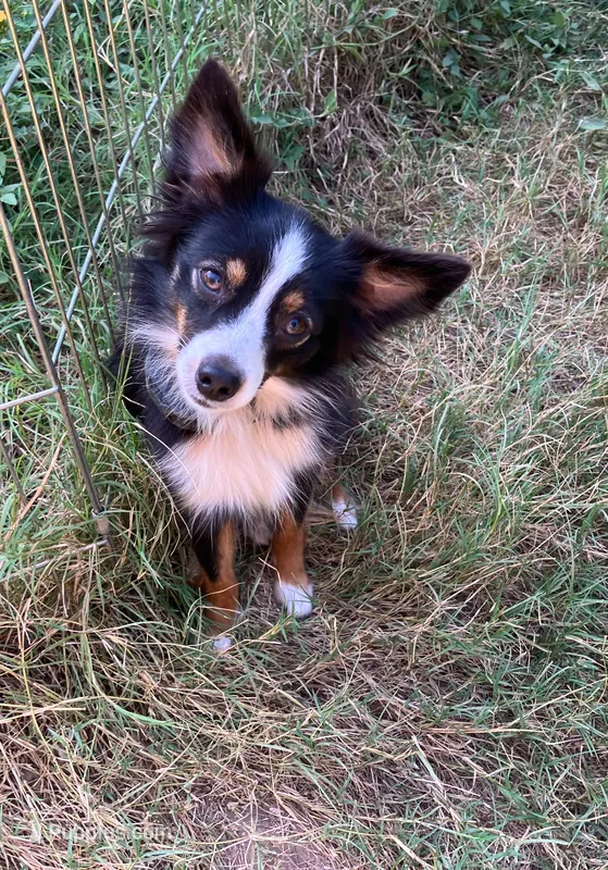Bella – Toy Australian Shepherd puppy for sale in Temple, TX