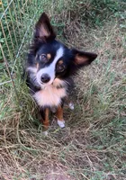 Bella, a female Toy Australian Shepherd for sale in Temple, TX – 1 of 7