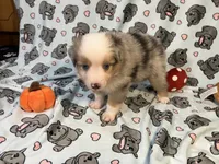 Pepper, a male Miniature Australian Shepherd for sale in Temple, TX – 7 of 10