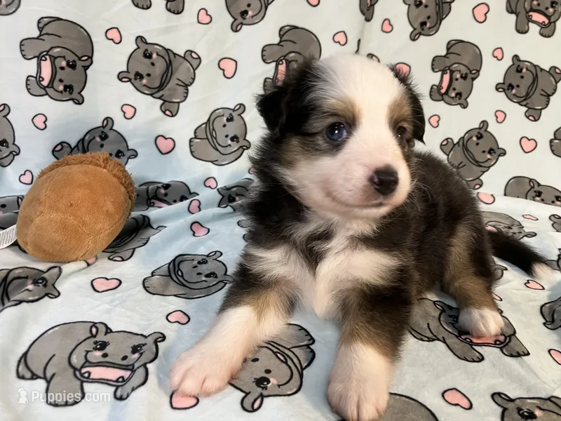Penny  (Long Tail) – Miniature Australian Shepherd puppy for sale in Temple, TX