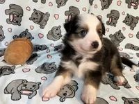 Penny  (Long Tail), a female Miniature Australian Shepherd for sale in Temple, TX – 1 of 10