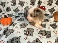 Pepper, a male Miniature Australian Shepherd for sale in Temple, TX – 8 of 10