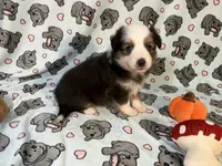 Penny  (Long Tail), a female Miniature Australian Shepherd for sale in Temple, TX – 9 of 10