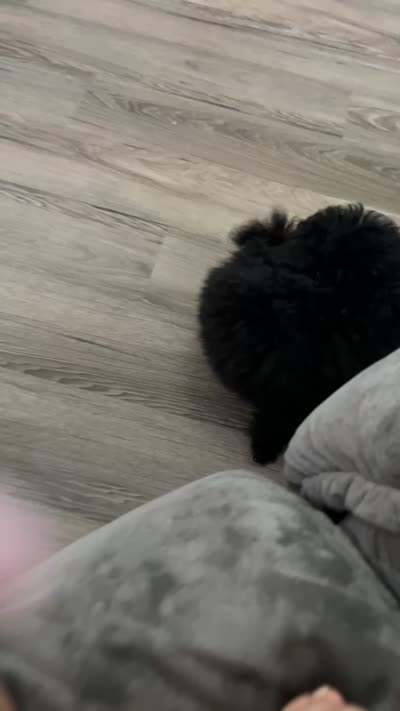 Zeus , a male Pomeranian for sale in Columbus, OH – 2 of 2