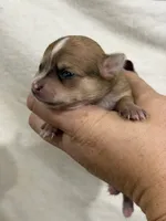 Female Apple-head Chihuahua  Spot , a female Chihuahua for sale in Barnett, MO – 4 of 5