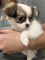 Female Chi Apple Head - Long Hair, a female Chihuahua for sale in Barnett, MO – 4 of 5