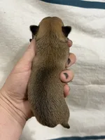 Male Chihuahua with Stripe, a male Chihuahua for sale in Barnett, MO – 3 of 3
