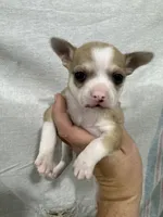 Chihuahua Male Red Merle Color, a male Chihuahua for sale in Barnett, MO – 1 of 4