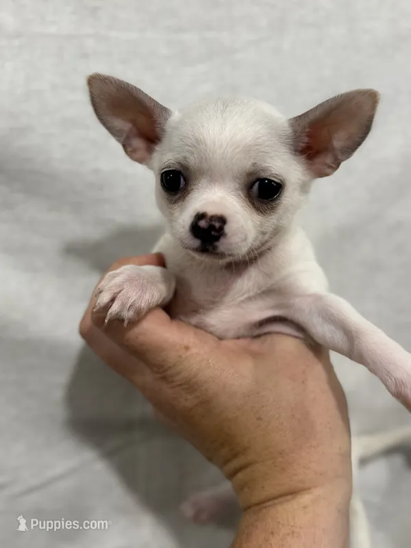 White Female Chi Puppy – Chihuahua puppy for sale in Barnett, MO