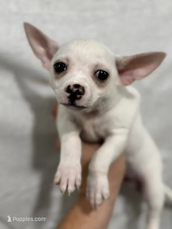 White Male Chi Puppy – Chihuahua puppy for sale in Barnett, MO