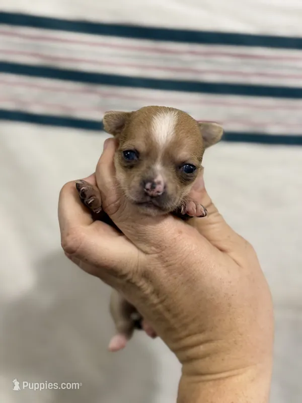 Female Chihuahua Baby Girl – Chihuahua puppy for sale in Barnett, MO