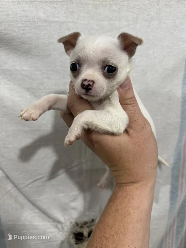 White Female Chi Puppy – Chihuahua puppy for sale in Barnett, MO
