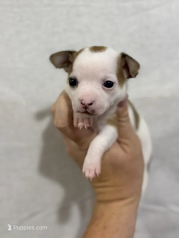 Girl Chihuahua Puppy – Chihuahua puppy for sale in Barnett, MO