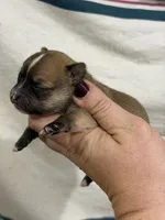 Male Chihuahua with Stripe, a male Chihuahua for sale in Barnett, MO – 2 of 3