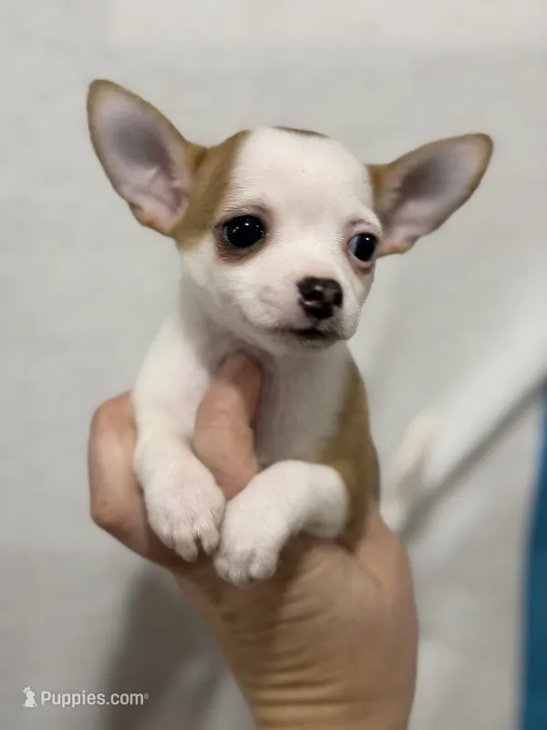 Girl Chihuahua Puppy – Chihuahua puppy for sale in Barnett, MO