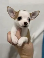 Girl Chihuahua Puppy, a female Chihuahua for sale in Barnett, MO – 1 of 4