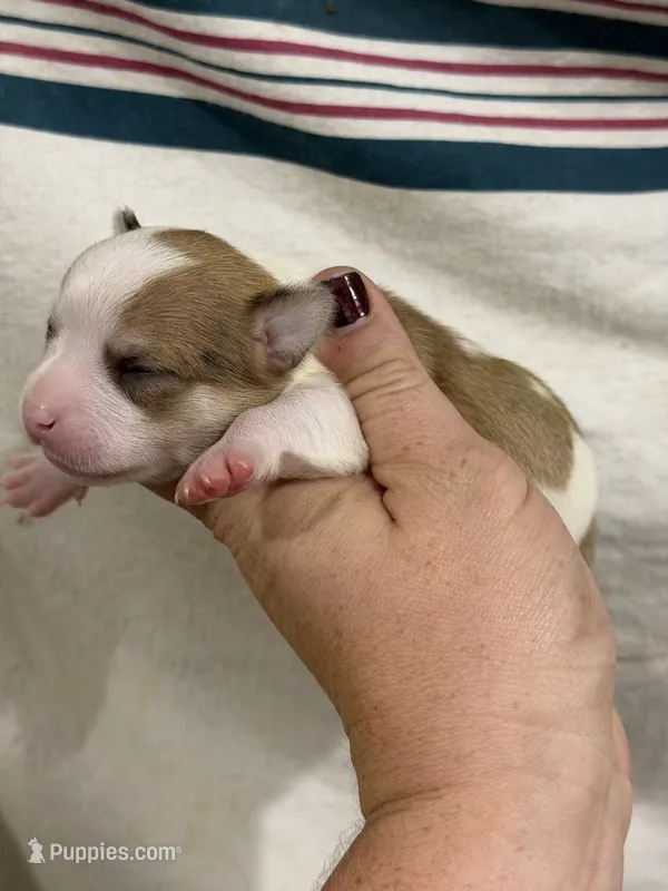 Apple-head Male Chihuahua with Pink Nose – Chihuahua puppy for sale in Barnett, MO