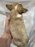 Chihuahua Female Red Merle, a female Chihuahua for sale in Barnett, MO – 3 of 4