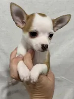 Girl Chihuahua Puppy, a female Chihuahua for sale in Barnett, MO – 4 of 4