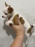 Girl Chihuahua Puppy, a female Chihuahua for sale in Barnett, MO – 3 of 4