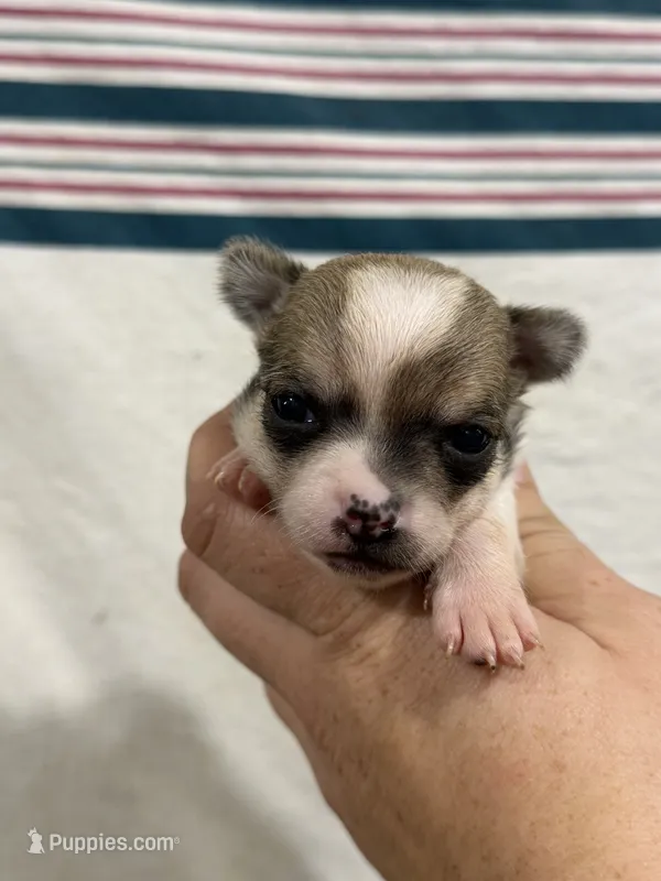 Male Chihuahua with Spot Coat – Chihuahua puppy for sale in Barnett, MO