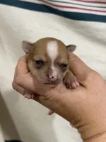 Female Chihuahua Baby Girl, a female Chihuahua for sale in Barnett, MO – 2 of 4