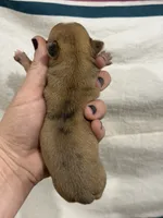 Female Chihuahua Baby Girl, a female Chihuahua for sale in Barnett, MO – 4 of 4